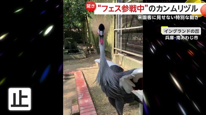 羽を広げて止まったかと思いきや、まだまだノリノリのつゆ