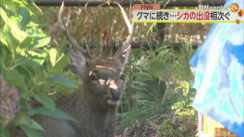 札幌市の市街地に出没したシカ。二次被害を防ぐため、捕獲が難航しているという（25日）
