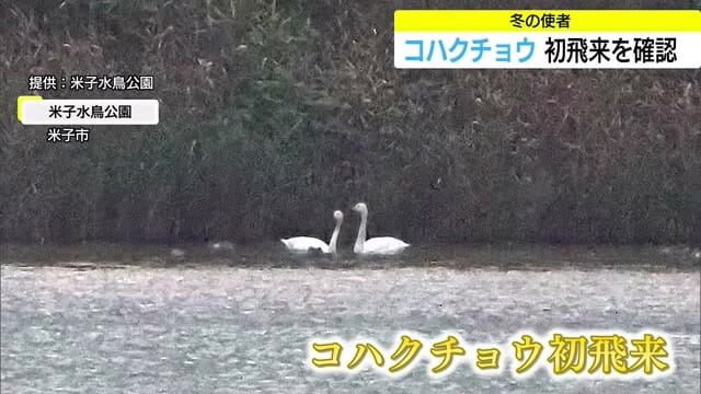 “冬の使者”初飛来　中海・米子水鳥公園でコハクチョウ確認　観察史上2番目の早さ（鳥取・米子市）