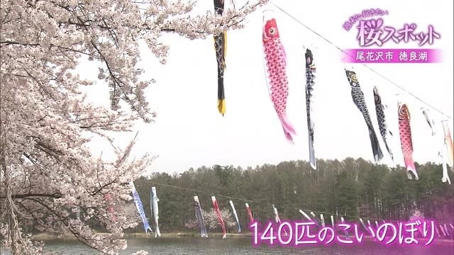 桜とこいのぼりの共演を楽しめる尾花沢市・徳良湖　週末に行きたい花見スポット4