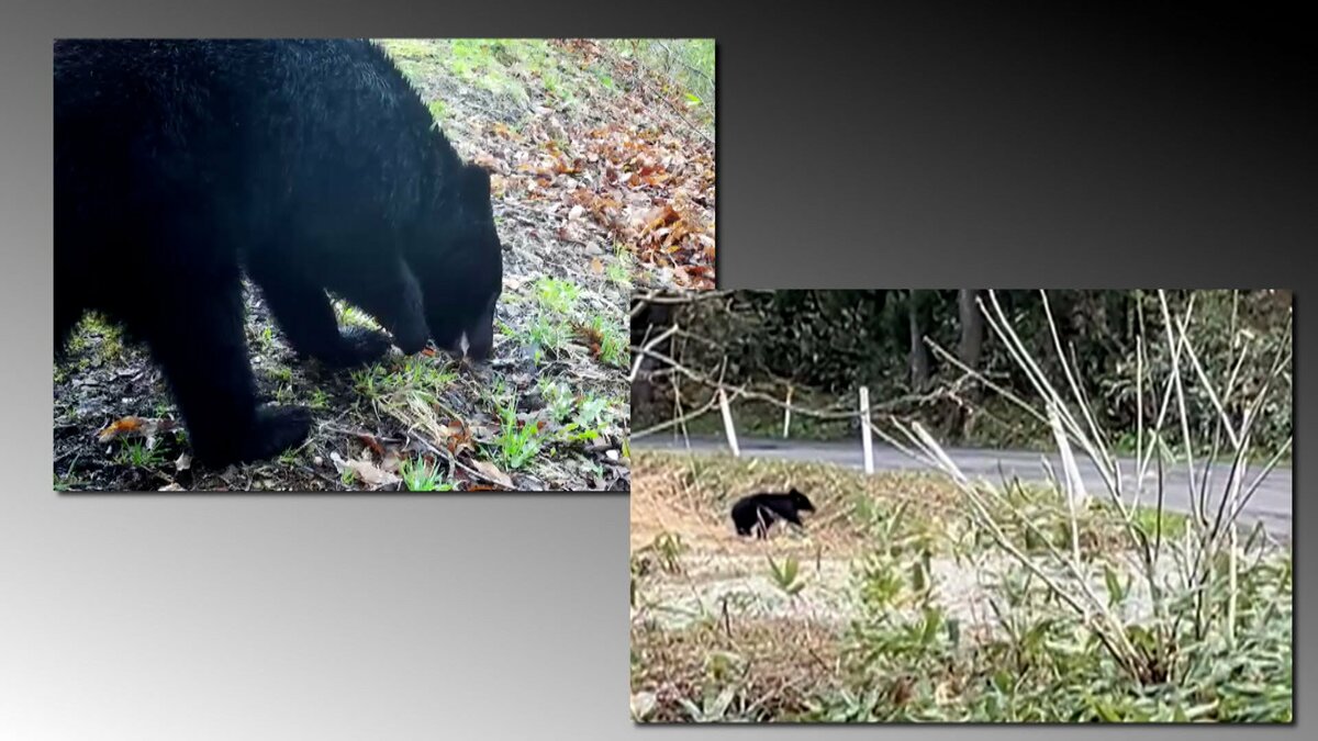 img_05f1f89555e022ef049008d30d