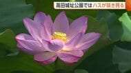 【ハスの花】東洋一！高田城址公園の“ハス”見頃に「お釈迦様も喜んでいる」　23日まで『観蓮会』開催　新潟・上越市