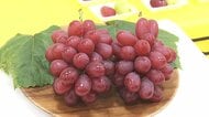 糖度はシャイン超え！　種なし・皮ごと食べられる福井県初のブドウ新品種「福井GR15」誕生　来年夏にも店頭に