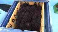 ウニ漁解禁　浜に活気が戻る　大槌町山林火災で延期されていた　岩手県