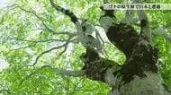 幹回り3メートルの巨木が点在　つくばねの森で出会うブナの原生林