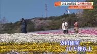 【高知】「天国に来たみたい」大月町に咲き誇る絶景、200種10万株の花咲農園オープン