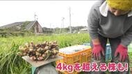 三次市で「霧里しょうが」の収穫が最盛期迎える　みよしブランドにも認定　広島
