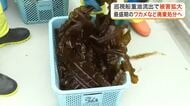 被害は１５００トン規模か 海保巡視船の重油流出でワカメ・コンブ「全て廃棄」決定〈宮城〉
