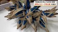 木の実たちの“サバイバル”　熟すと中から青い果肉が…鮮やかな色は生息域拡大の“手段”　世界一大きなマツボックリも　越前町の植物園で展示会　