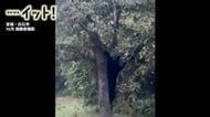 “戦慄の9分間映像”クマが柿の木にスルスル…白石市の住宅敷地で木の実食べ続ける〈宮城〉