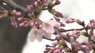 仙台でサクラ開花 去年より４日、平年より８日早い観測 ４月４日ごろに見頃を迎える見込み