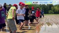 裸足やサンダルで田んぼに　東広島で児童が田植え体験　ぬかるみに苦戦も「上手く植えられました」