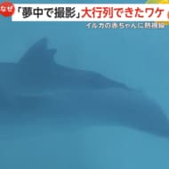 「かわいい～」生まれたての“赤ちゃんイルカ”に大行列！北海道…