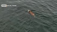 【映像あり】香川・小豆島沖の瀬戸内海を泳ぐイノシシ　高松海上保安部の巡視船が発見【香川】
