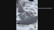 【猛吹雪】カモメの羽も凍る…地面に埋まり身動きとれず　救出劇の結末は　アメリカ・ニューヨーク