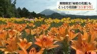 大山を背景に7500株のユリ見ごろ　1000個の風鈴が涼を呼ぶスポットも（鳥取・南部町）