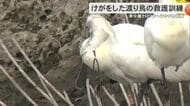 けがをした渡り鳥の救護訓練　希少種クロツラヘラサギを保護