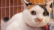 窮地の銭湯に“福”を招いた番台猫　「この子がいるから頑張れる」大病の女将を支えた一匹の保護猫