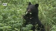 クマとみられる動物が小学校近くで目撃 「子どもだけでは心配」保護者が付き添って登校 長野・千曲市