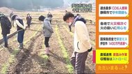 しっかり育つよう障がい者が「ムギ踏み」 収穫後はストローに加工 静岡・伊豆市