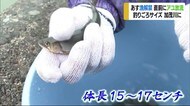 漁解禁直前 釣りごろサイズのアユ放流「コロナ禍 アウトドア楽しんで」【愛媛】