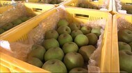 ハウス「ナシ」初出荷 例年より1週間早く【佐賀県唐津市】