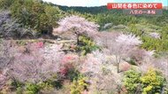 存在感抜群の一本桜…一人の男性が育ててきた桜が今年も開花【高知発】