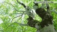幹回り3メートルの巨木が点在　つくばねの森で出会うブナの原生林