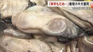 瀬戸内の冬の味覚　県内主要産地・瀬戸内市“養殖カキ大量死”「来年は駄目かな…」生産者の苦悩【岡山発】
