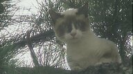 子猫が木から降りらず2日が経過…「暑さで死んでしまう」地上11ｍ、消防による救出劇（1994年のアーカイブ映像）