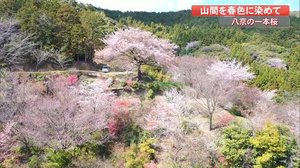 存在感抜群の一本桜…一人の男性が育ててきた桜が今年も開花【高知発】