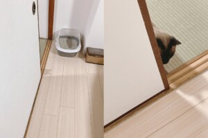 「もうちょっと練習しないとね」影でバレバレ…驚かすのが好きだけど“隠れ下手”な猫がかわいい