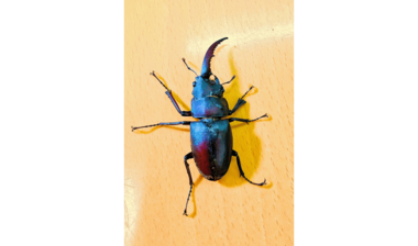 体の左右で性別が違うクワガタを発見…博物館担当者「感動で身が震えました」