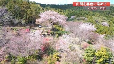 存在感抜群の一本桜…一人の男性が育ててきた桜が今年も開花【高知発】