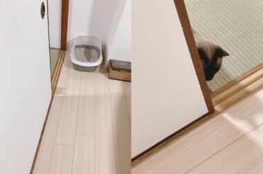 「もうちょっと練習しないとね」影でバレバレ…驚かすのが好きだけど“隠れ下手”な猫がかわいい