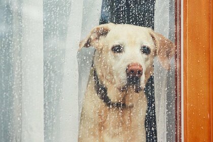 雨の日の犬の散歩「小雨なら行く」が37.5％｜飼い主200人に聞いた判断基準・便利グッズ・おうちでの過ごし方【コノコトトモニ】