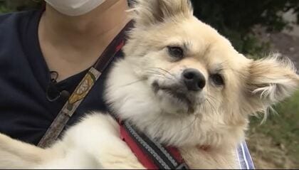 行方不明の女性救った“お手柄犬” 散歩中に突然、いつもと違う動き 導かれて登った階段の先に…【宮城発】