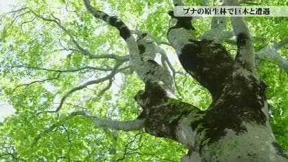 幹回り3メートルの巨木が点在　つくばねの森で出会うブナの原生林