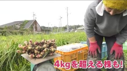 三次市で「霧里しょうが」の収穫が最盛期迎える　みよしブランドにも認定　広島