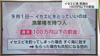 宮崎県内でイセエビ漁が解禁 違反者には100万円以下の罰金