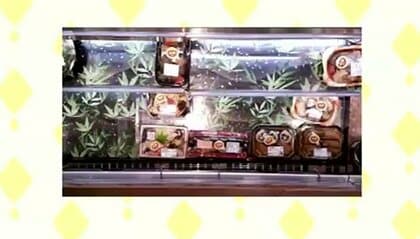 スーパーなどの値引き販売情報をスマホで確認…岡山大学がスーパーなどと食品ロス削減の取り組み【岡山】