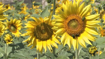 秋晴れの空にヒマワリ!? 5月にまいた種で“2度目の満開”　コスモスとの競演も【岡山発】