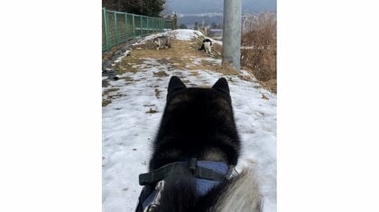 「通過する自信がない」柴犬の行き先を阻む2匹の猫が“門番”のよう…無事に通れたのか飼い主に聞いた