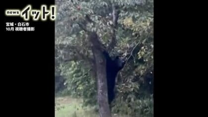 “戦慄の9分間映像”クマが柿の木にスルスル…白石市の住宅敷地で木の実食べ続ける〈宮城〉