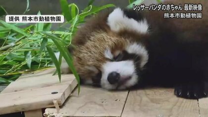 巣箱からはみ出しかわいい寝顔　生後2カ月を迎えたレッサーパンダの赤ちゃん すくすく成長【熊本発】 