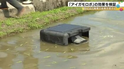 遠隔操作も可能…田んぼの雑草の生長を抑える『アイガモロボ』効果を検証する取り組み始まる 石川県白山市