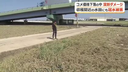 収穫控えた田んぼが冠水　コメ価格は下落「どうすることもできない」頭抱える農家　水が引いても残る被害