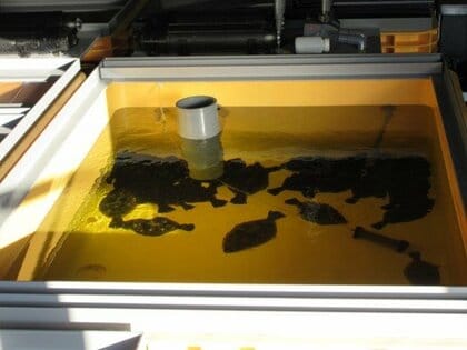 “福島第一”でヒラメ・アワビ大量飼育　安全性示すも「また風評被害が…」処理水の海洋放出を前に拭えぬ地元の不安　試される政府・東電の対応　