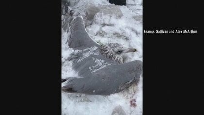 【猛吹雪】カモメの羽も凍る…地面に埋まり身動きとれず　救出劇の結末は　アメリカ・ニューヨーク