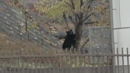 クマが線路沿いの木に居座る　釜石市中心部　市と警察が警戒　岩手県